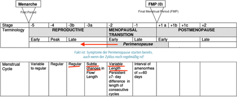 straw-periode-phasen-reproduktiv-perimenopause