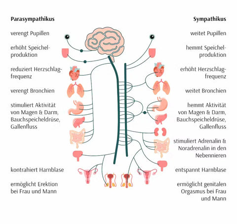 Das vegetative Nervensystem sorg für Anspannung und Entspannung