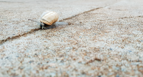 snail crawling along concrete