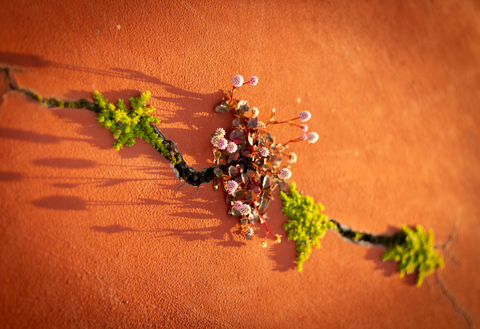 Flowers growing through crack in concrete