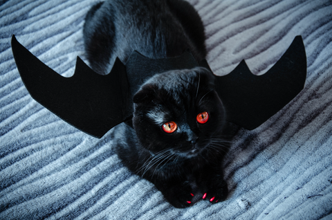 Bat cat photo by Nika Benedictova
