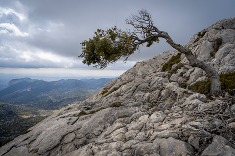 Tree growing out of the side of a rocky mountain with gray skies in the background