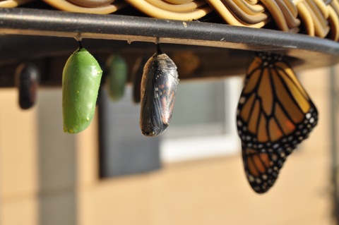 Two puppa and an adult butterly