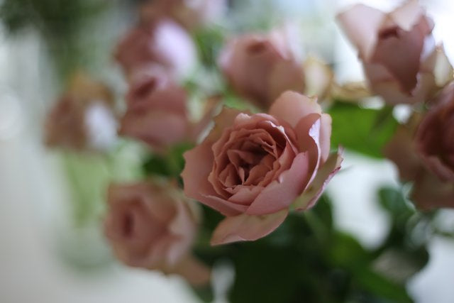 愛をカタチに 結婚記念日を彩るおしゃれな花選びのポイント Lifft