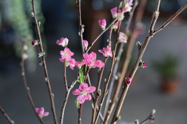 ピンクの梅の切り花