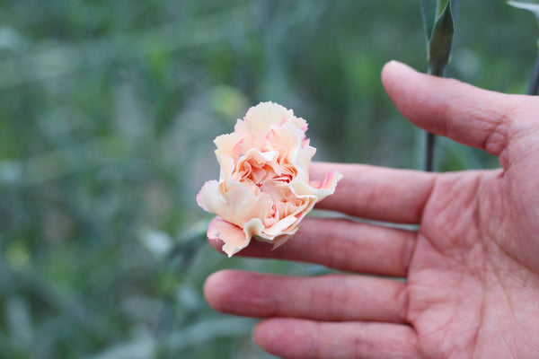 Tsuyoshi Flowerの花