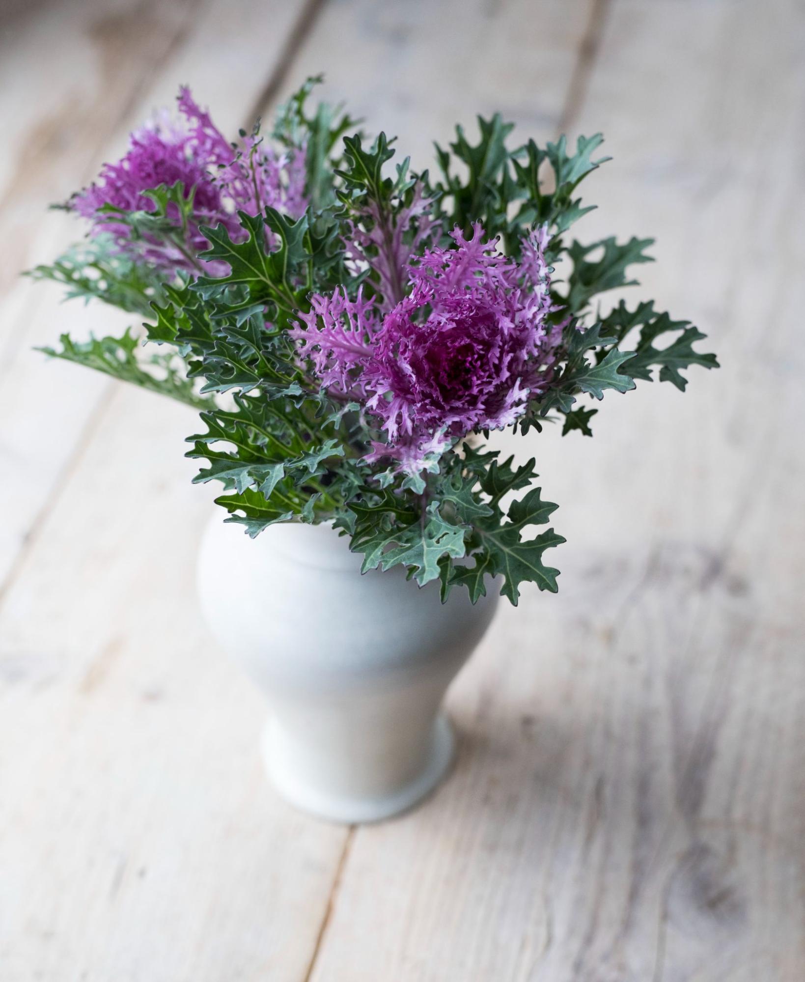 メーカー直送 切り花 植物 観葉植物 Nicholaskralev Com