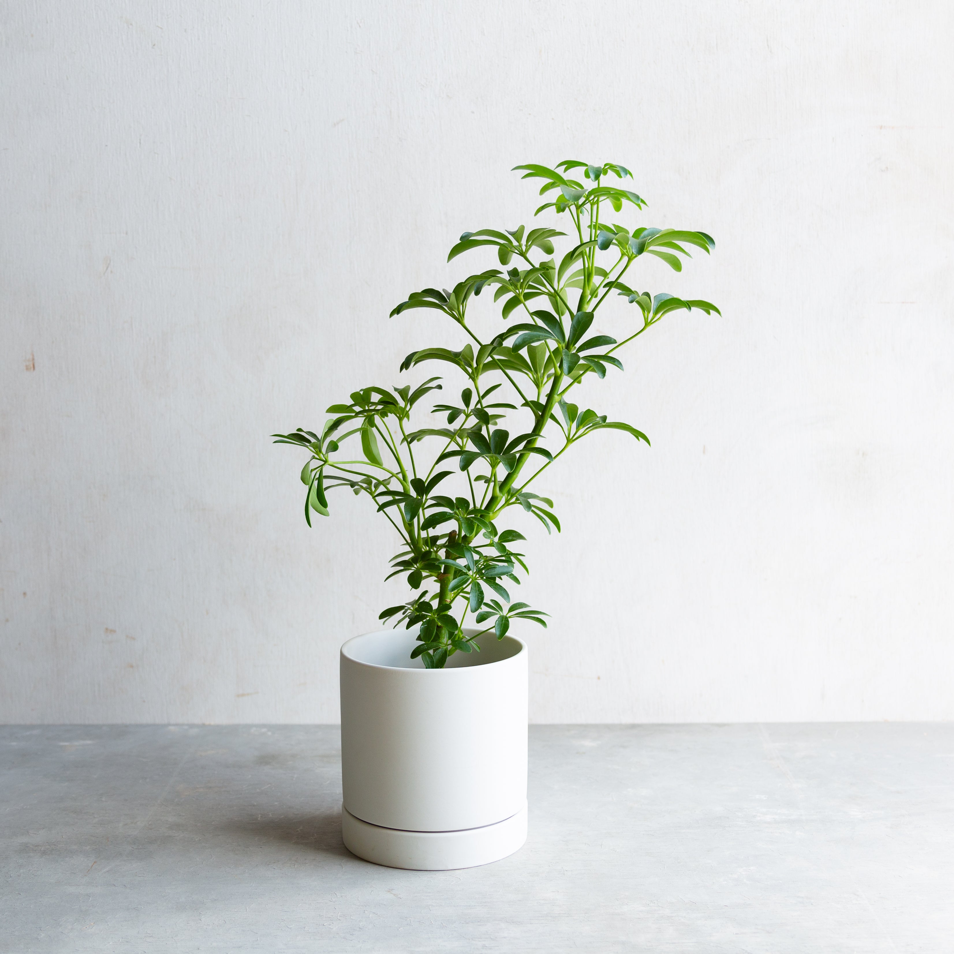 シェフレラ・コンパクタ / Schefflera arboricola 'Compacta' – LIFFT