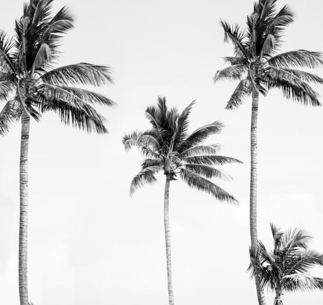 Palm trees in black and white  Photo Wallpaper