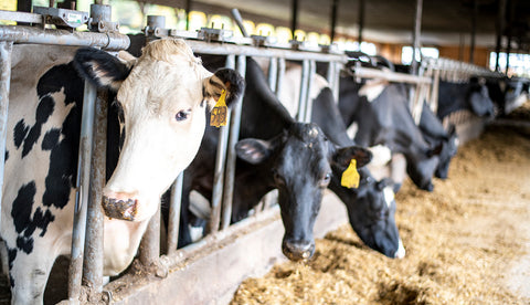 Dairy Farm