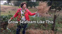 seafoam plant harvested