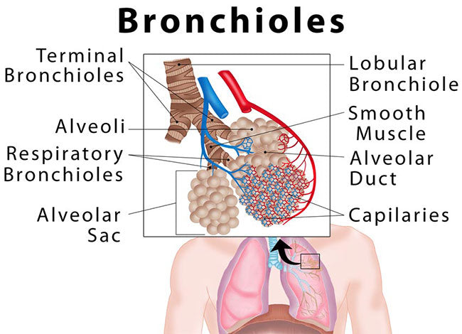 Bronchioles COPD