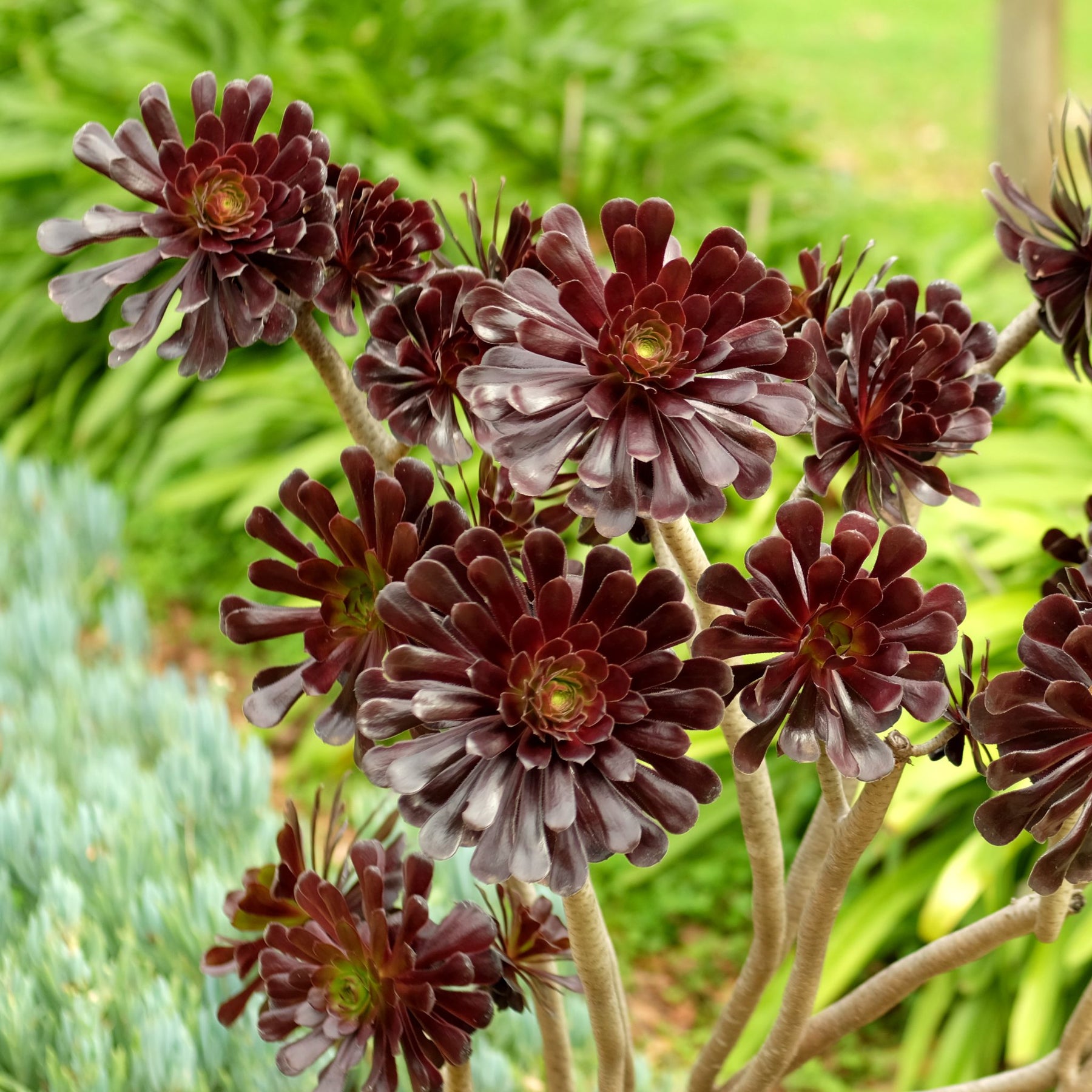 Black Rose | Aeonium 'Zwartkop' - Cape Garden Online