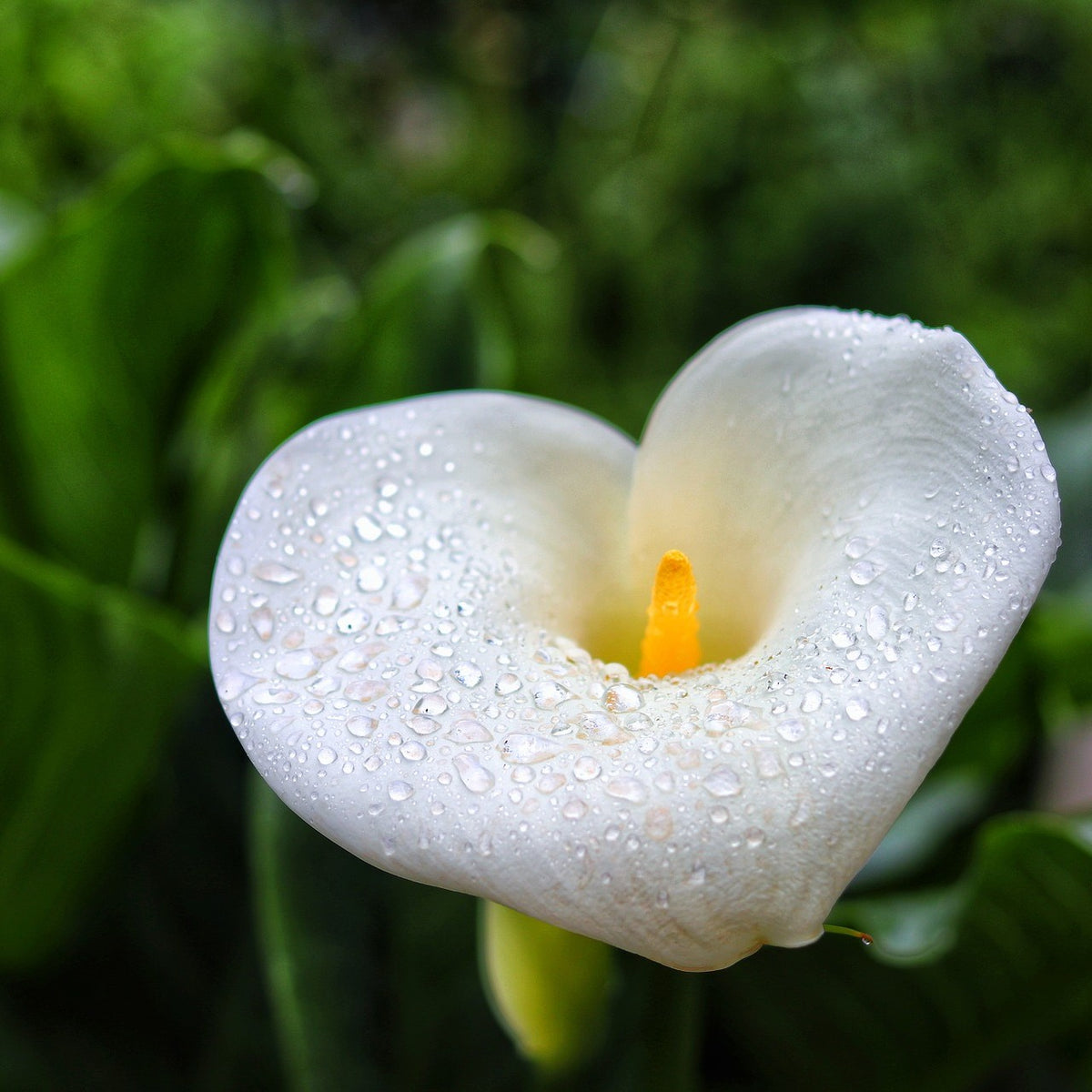 Arum-Lily | Zantedeschia Aethiopica – Cape Garden Online