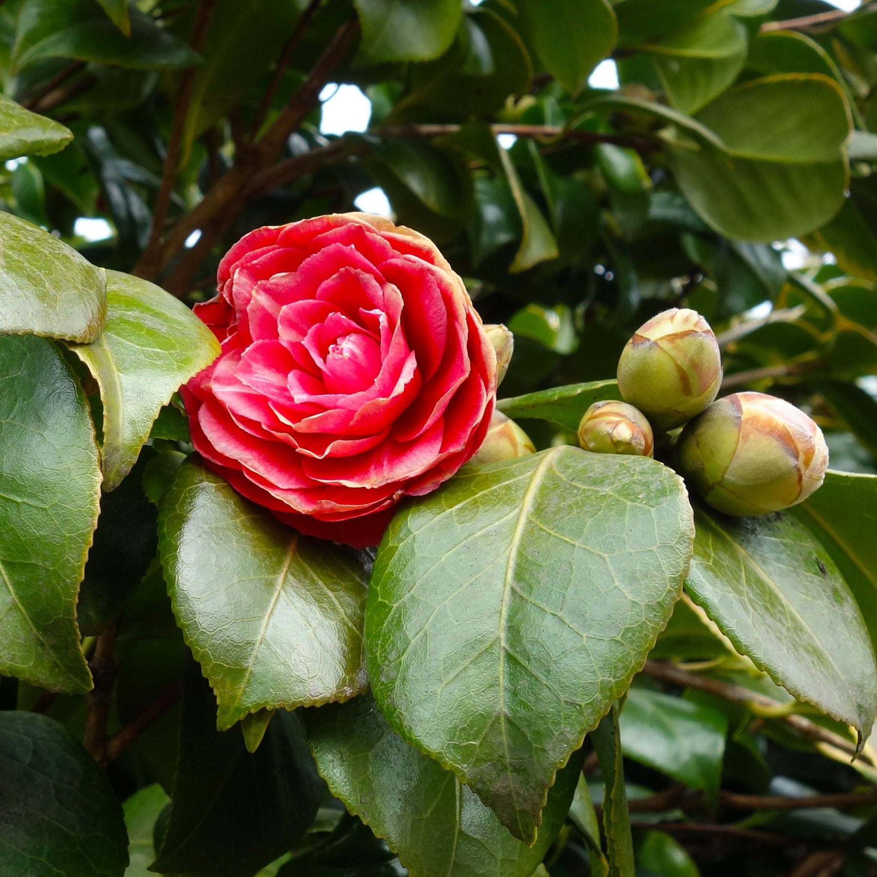 Camellia Supreme | Camellia Japonica – Cape Garden Online