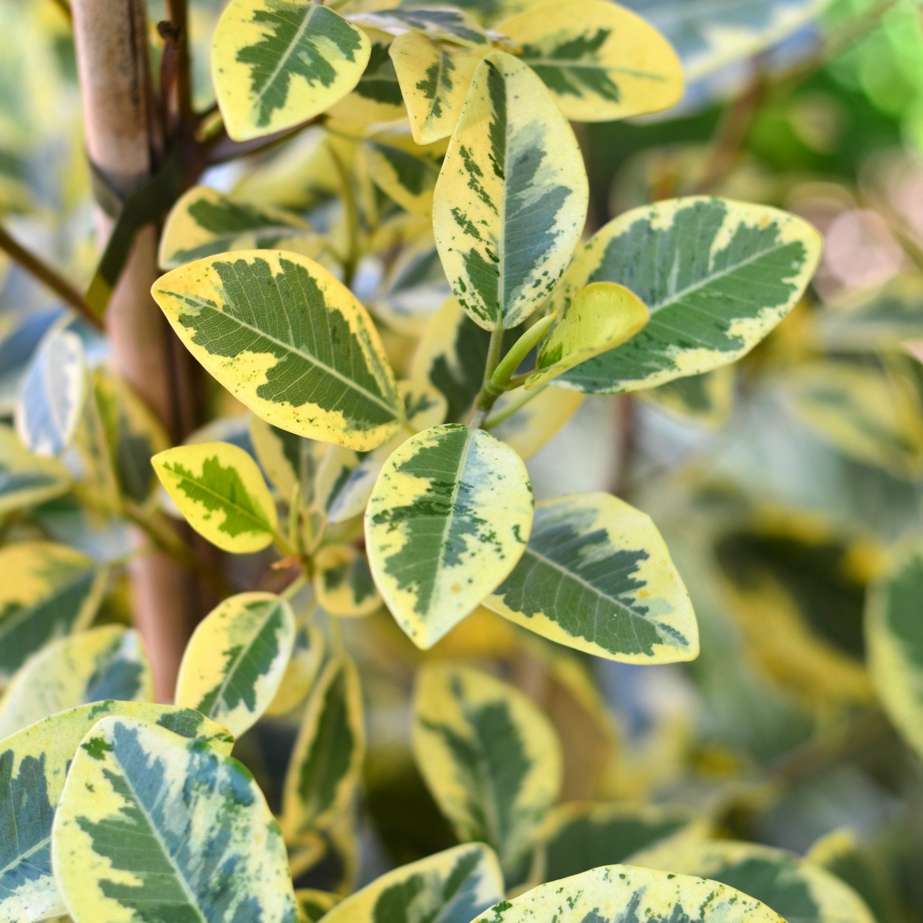 Variegated Rusty Fig | Ficus Rubiginosa 'Variegata' – Cape Garden Online