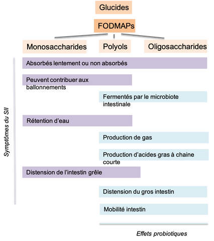 classification des fodmaps - pain qui convient aux personnes souffrant de SII