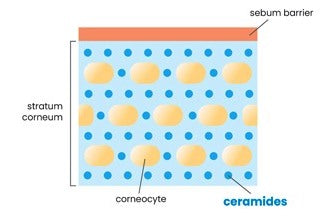 ceramides for skin benefits