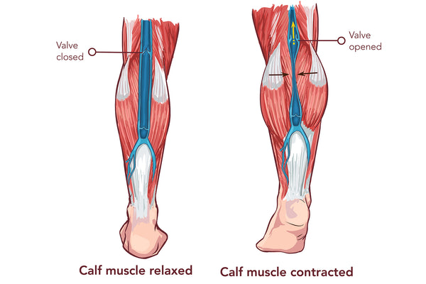 Illustration Of Calf Muscles Showing How They Help Pump Blood Upward To The Heart
