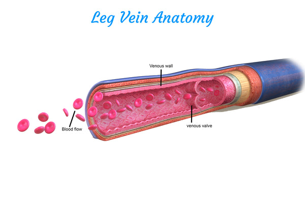 Leg Vein Anatomy - Zoom On Venous Valve, Venous Wall And Blood Flow Inside The Vein