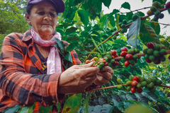 Woman coffee farmer
