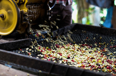 mechanical separation of green beans and coffee cherry