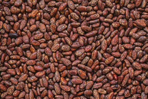 Whats the difference between Cacao and Cocoa?
