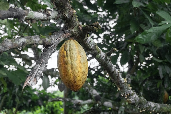 Whats the difference between Cacao and Cocoa?