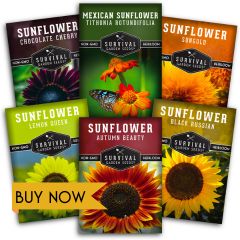 Sunflower seed collection