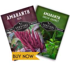 Buy Amaranth Seeds