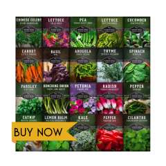 Apartment Collection of container friendly vegetable seeds