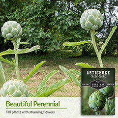 Artichoke seeds