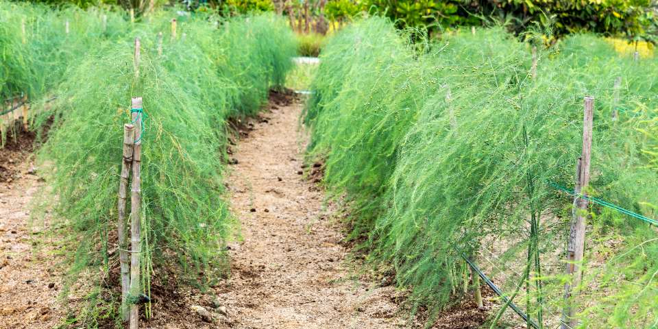 Asparagus plants