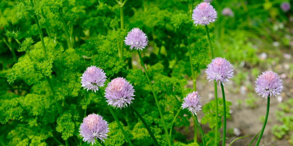 Parsley and Chives