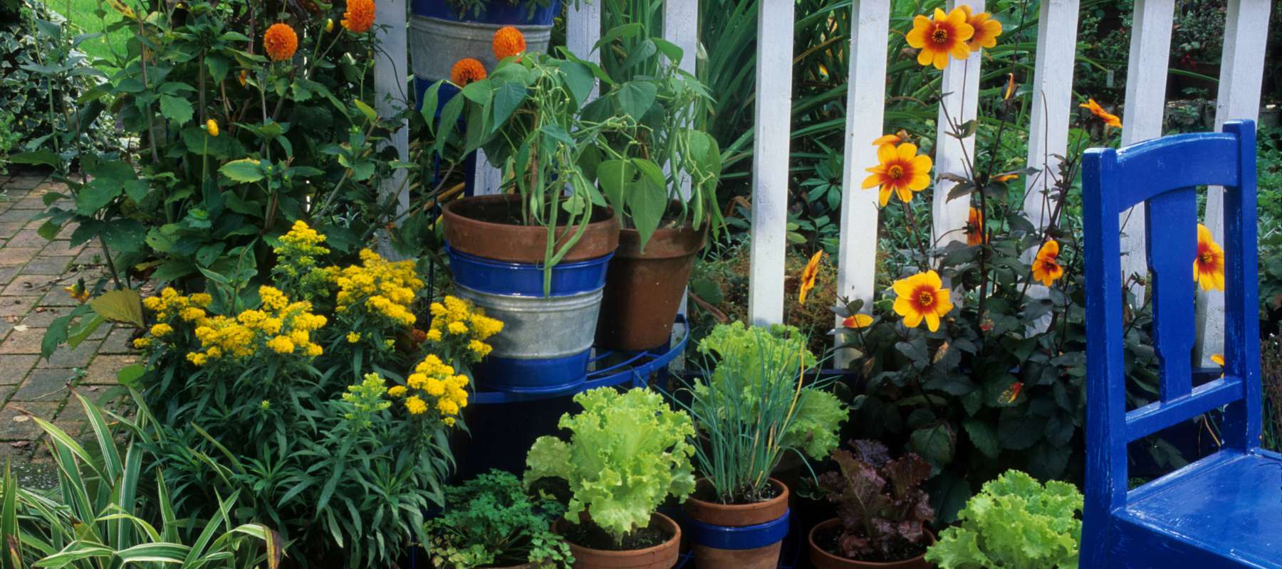 vegetables and flowers growing on a patio