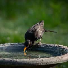 birdbath