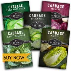 Cabbage Seed Collection - 5 varieties