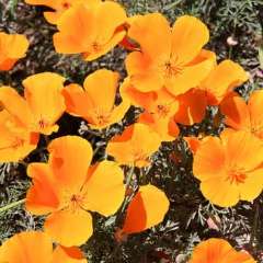 California Poppy