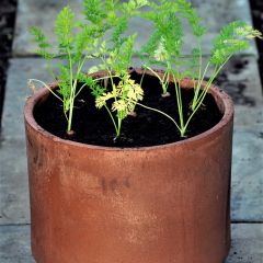 Carrots growing in a terracotta pot