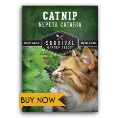 Buy catnip seeds