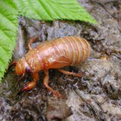 Cicada Nymph