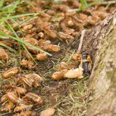 Cicada Shells