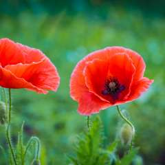 Corn Poppy flowers are red with black centers