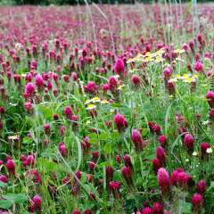 crimson clover cover crop