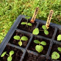 Cucamelon seedlings