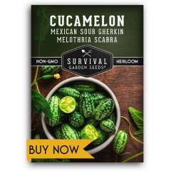 buy Cucamelon seeds