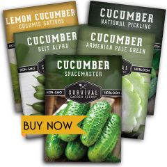 Cucumber Seed Collection