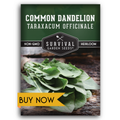 buy dandelion seeds
