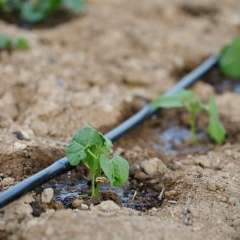 drip irrigation