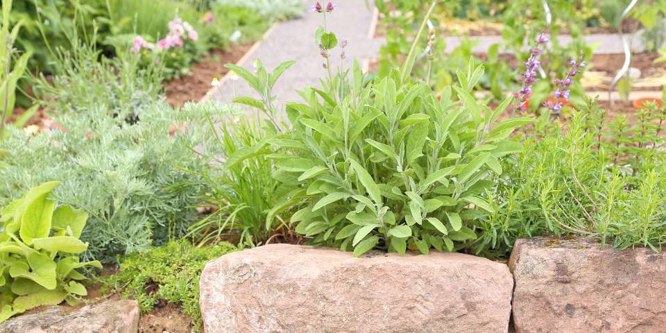 Drought tolerant herbs